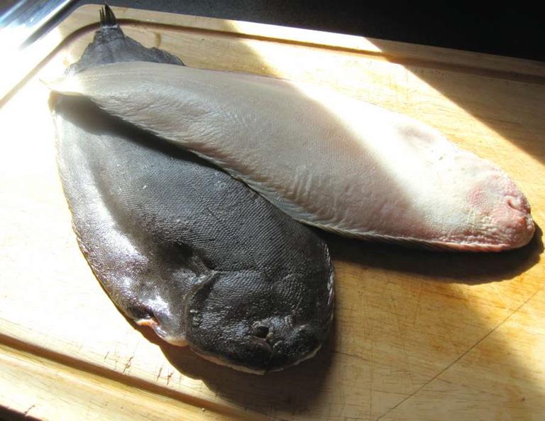 Grilled Dover Sole Recipe Cuisine Fiend